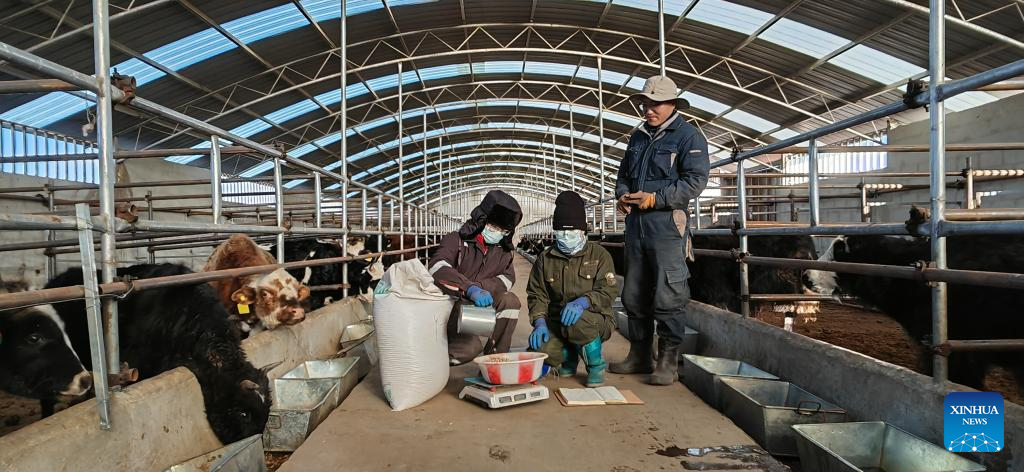 Across China: Scientific herding improves yield, environment