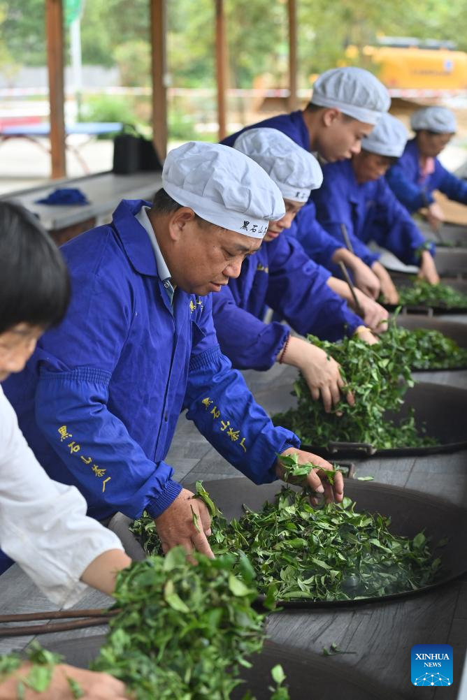 Liubao tea industry thriving in Wuzhou, S China