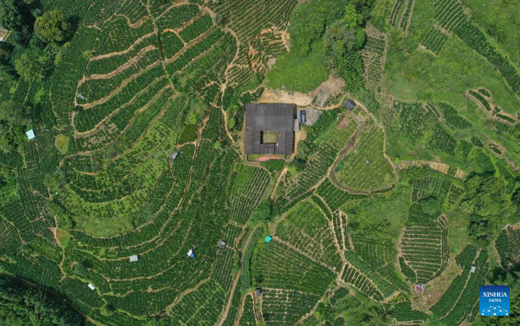 Liubao tea industry thriving in Wuzhou, S China