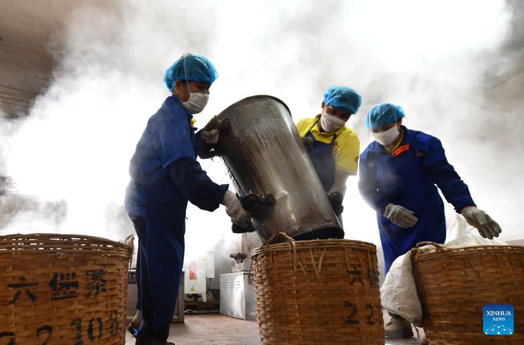 Liubao tea industry thriving in Wuzhou, S China
