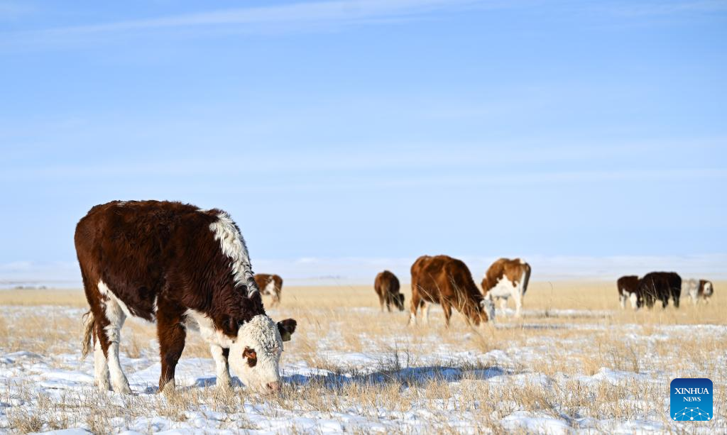 Winter scenery of grassland in N China's Inner Mongolia