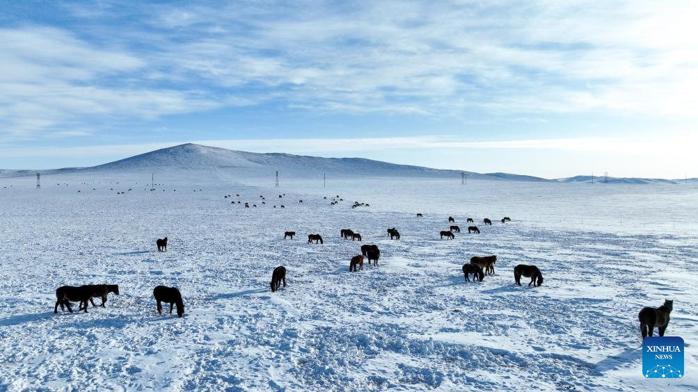Winter scenery of grassland in N China's Inner Mongolia