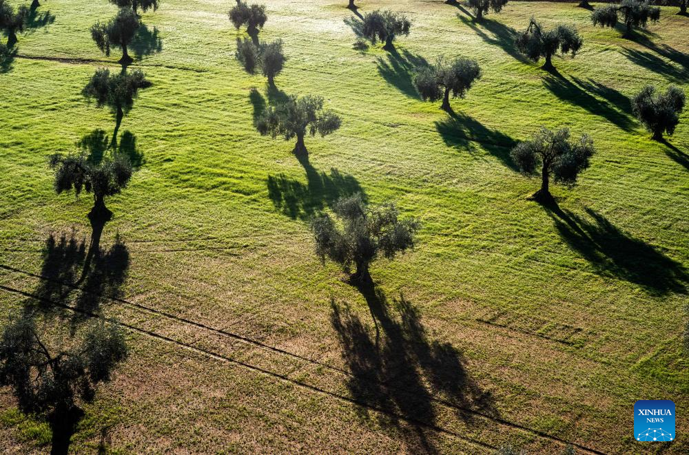 Scenery of olive fields near Villafranca de los Barros, Spain