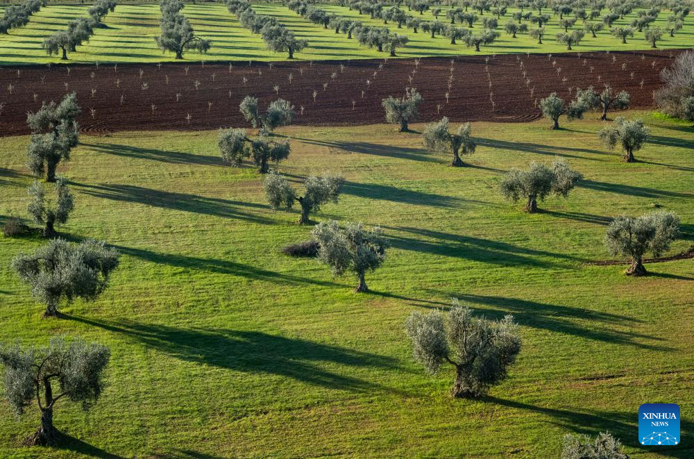 Scenery of olive fields near Villafranca de los Barros, Spain