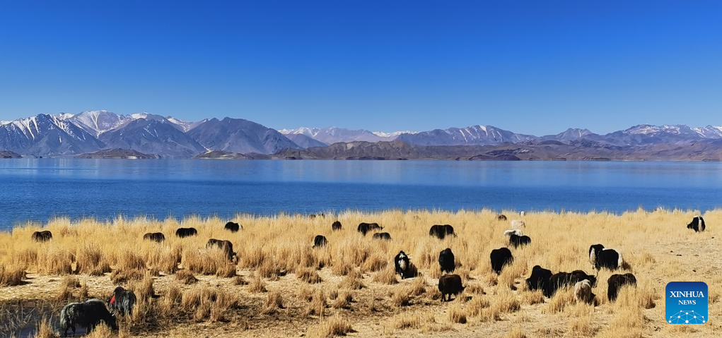 Ancient Tibetans crossbreed yak, cattle 2,500 years ago: study