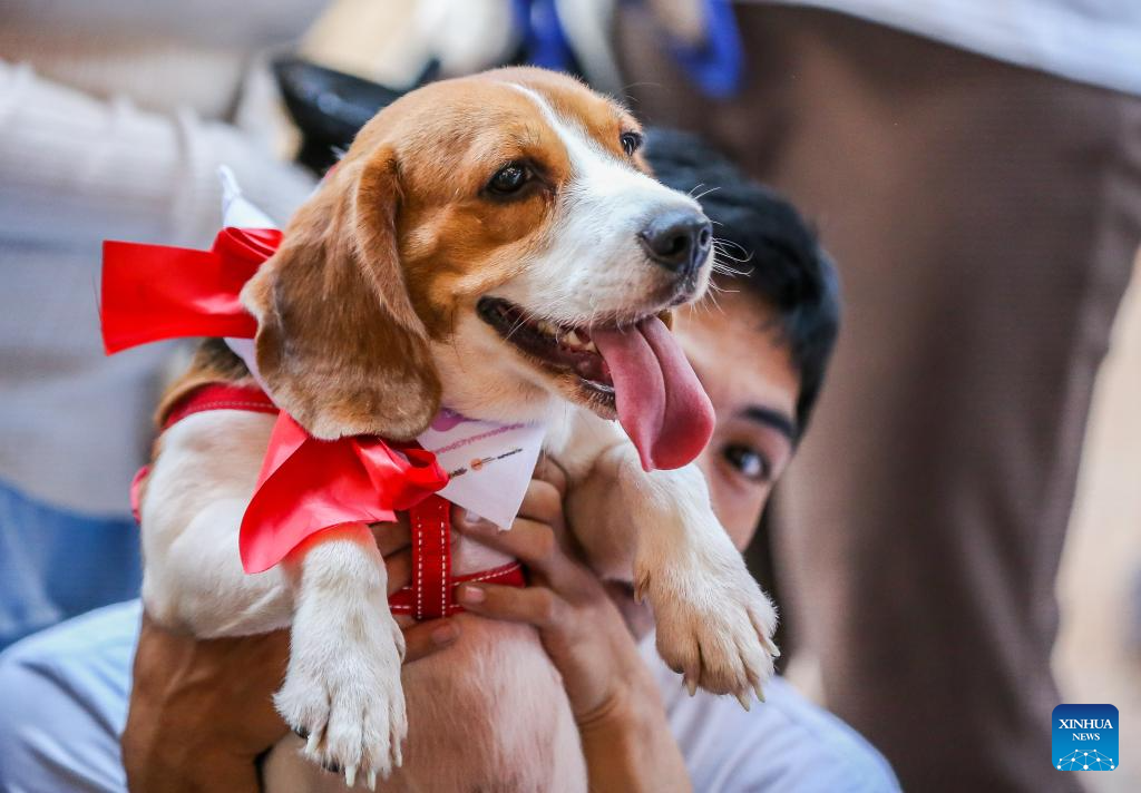 Christmas Pet Parade held in Quezon City, Philippines