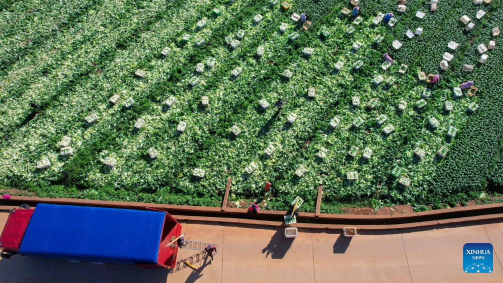 Vegetables harvested in China's Yunnan