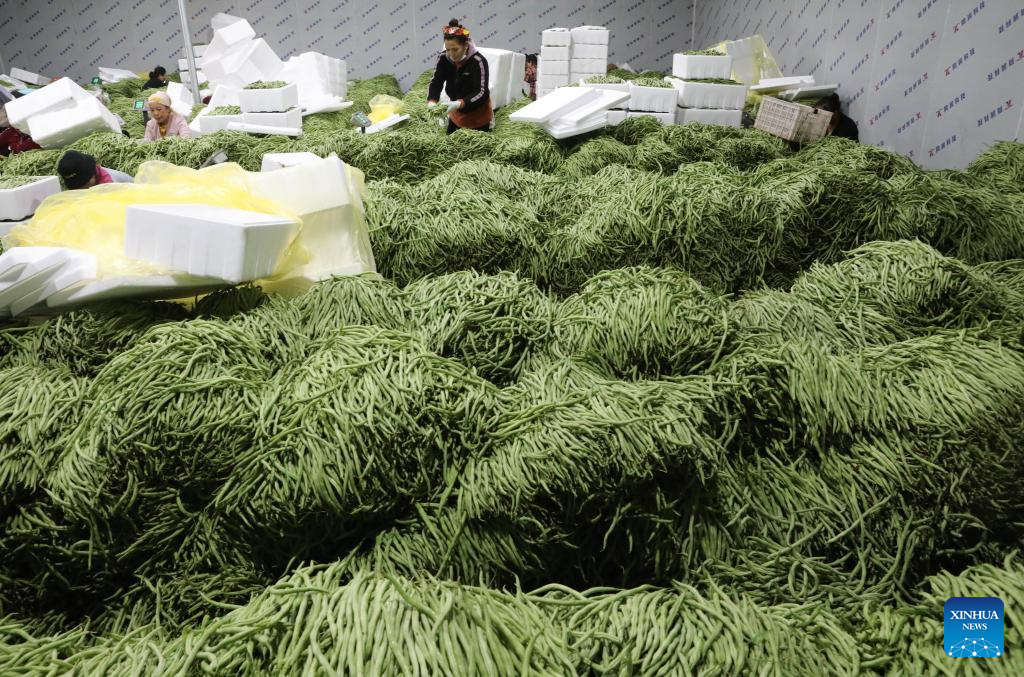 Vegetables harvested in China's Yunnan