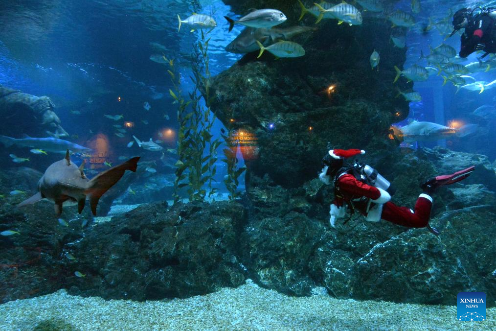 Diver dressed in Santa Claus costumes performs at Bangkok Ocean World