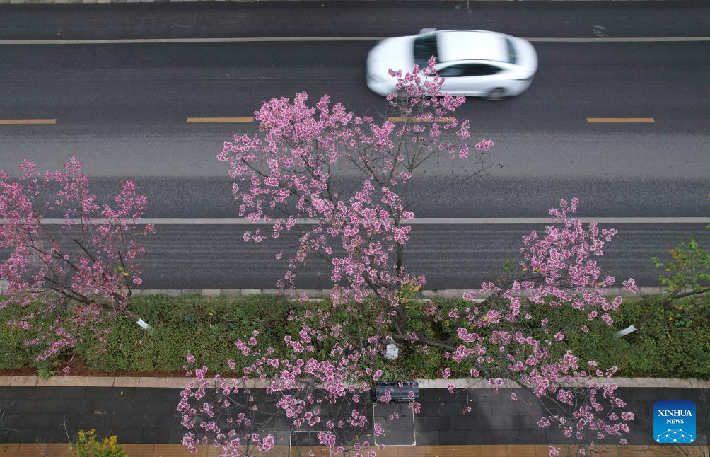 In pics: winter cherry blossoms in Kunming, SW China's Yunnan