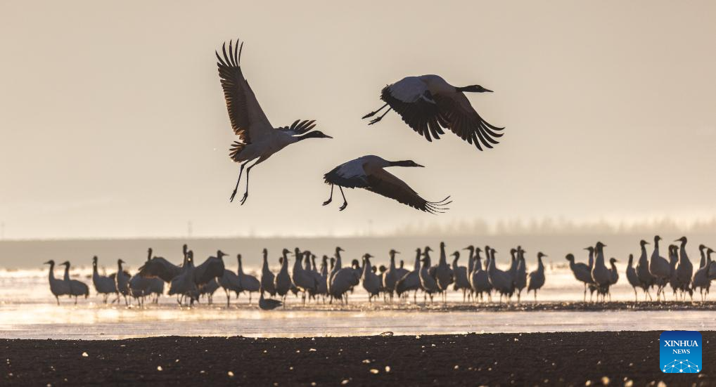Lhunzhub, a winter home for black-necked cranes in SW China's Xizang