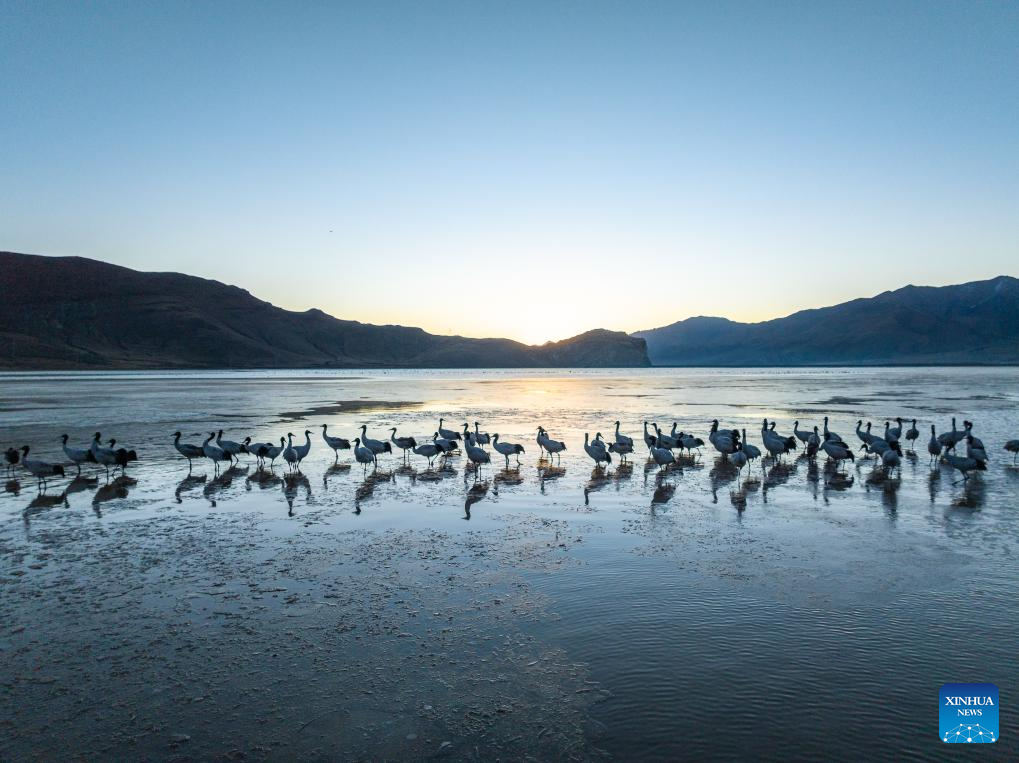 Lhunzhub, a winter home for black-necked cranes in SW China's Xizang