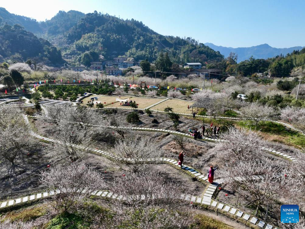 Green plum trees enter blossom season in Yongtai County, SE China's Fujian