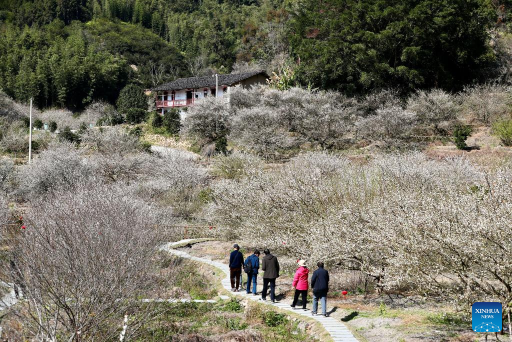 Green plum trees enter blossom season in Yongtai County, SE China's Fujian