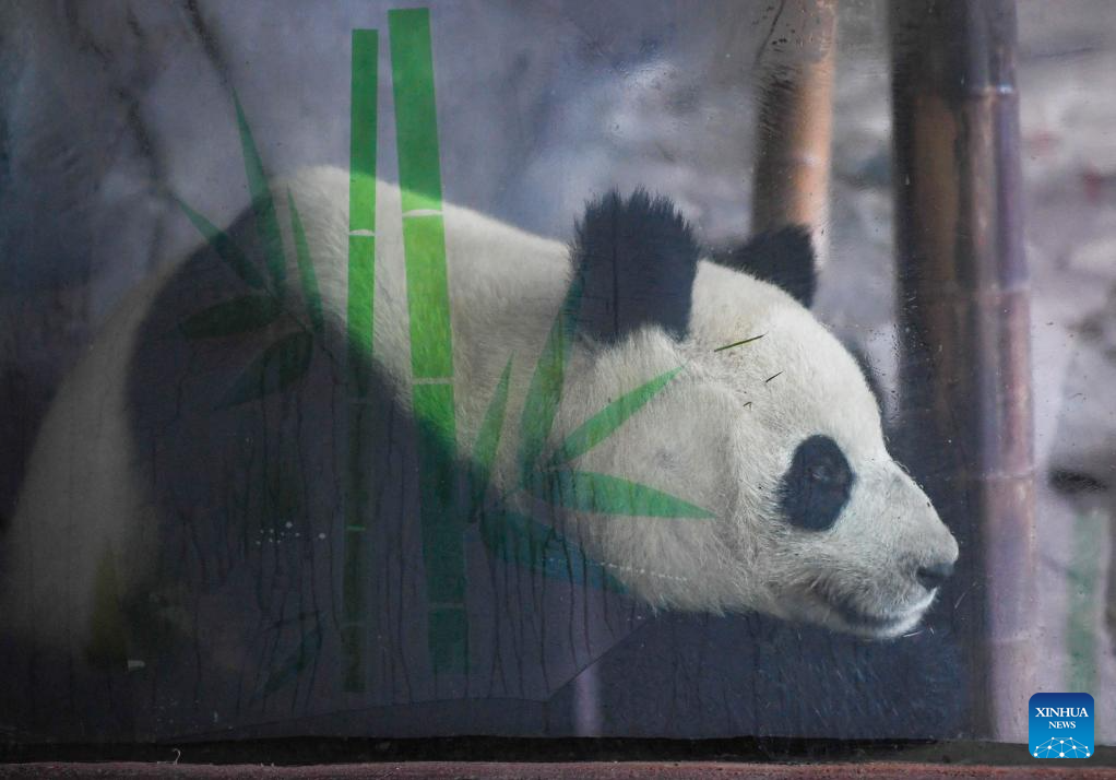 4 giant pandas transferred to animal theme park in Chongqing