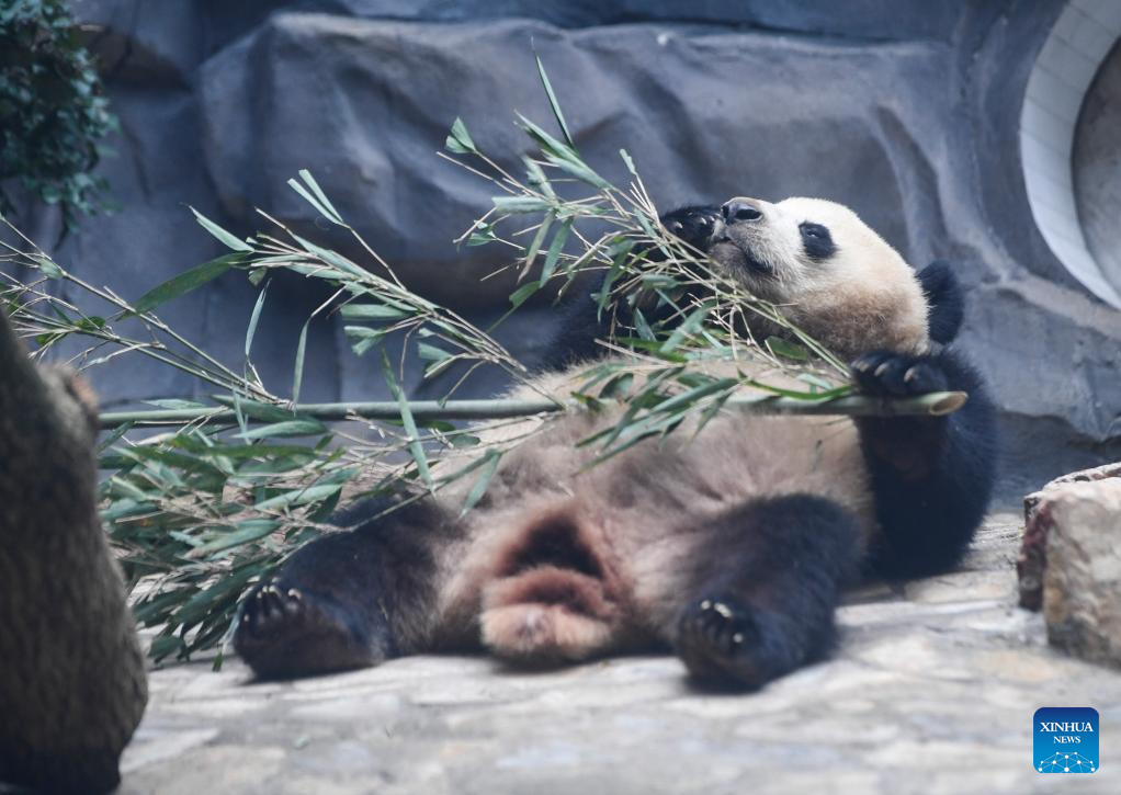 4 giant pandas transferred to animal theme park in Chongqing