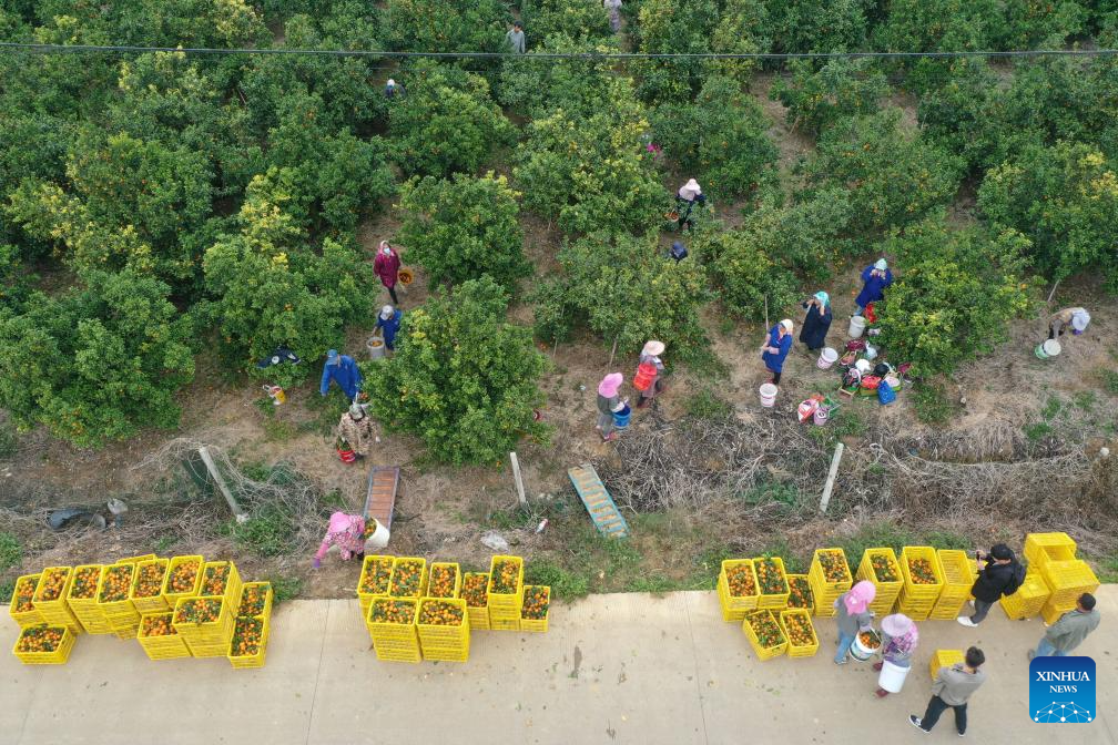 Tangerine harvest season arrives in Tongfu Village, S China