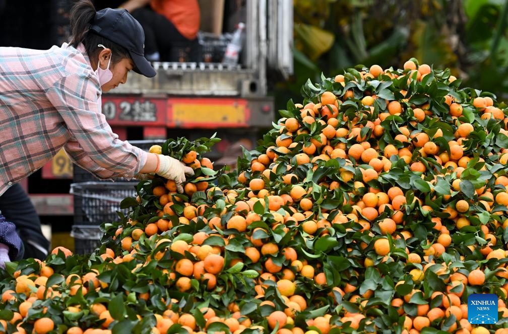 Tangerine harvest season arrives in Tongfu Village, S China