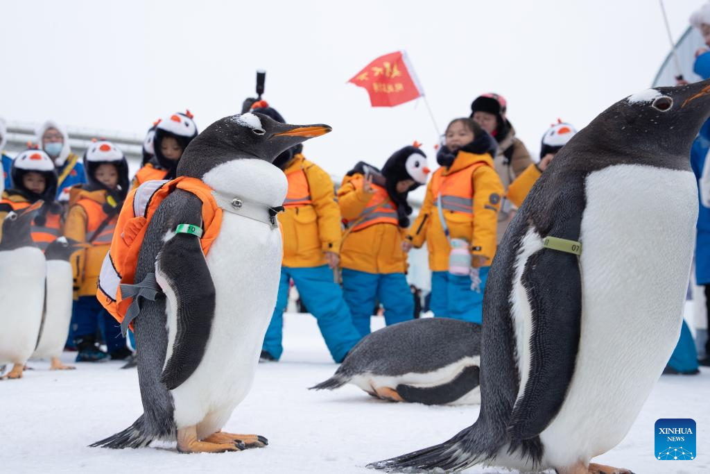 Children meet with penguins during visit to Harbin Polarpark