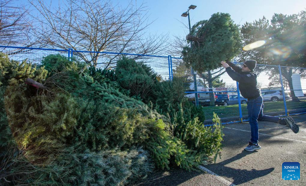 Firefighters help residents recycle Christmas trees in Canada