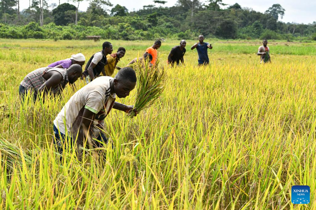 Chinese experts help farmers in Cote d'Ivoire achieve bumper harvest of paddy rice