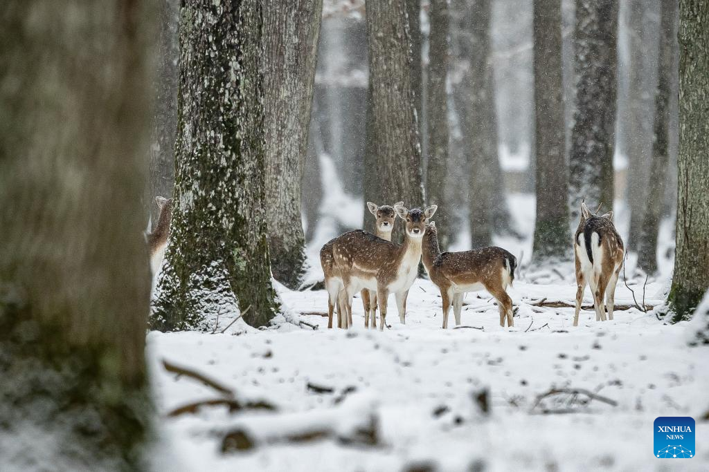 View of snow-covered wildlife and forest park in France