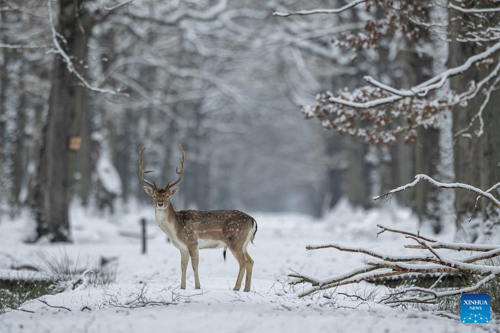 View of snow-covered wildlife and forest park in France