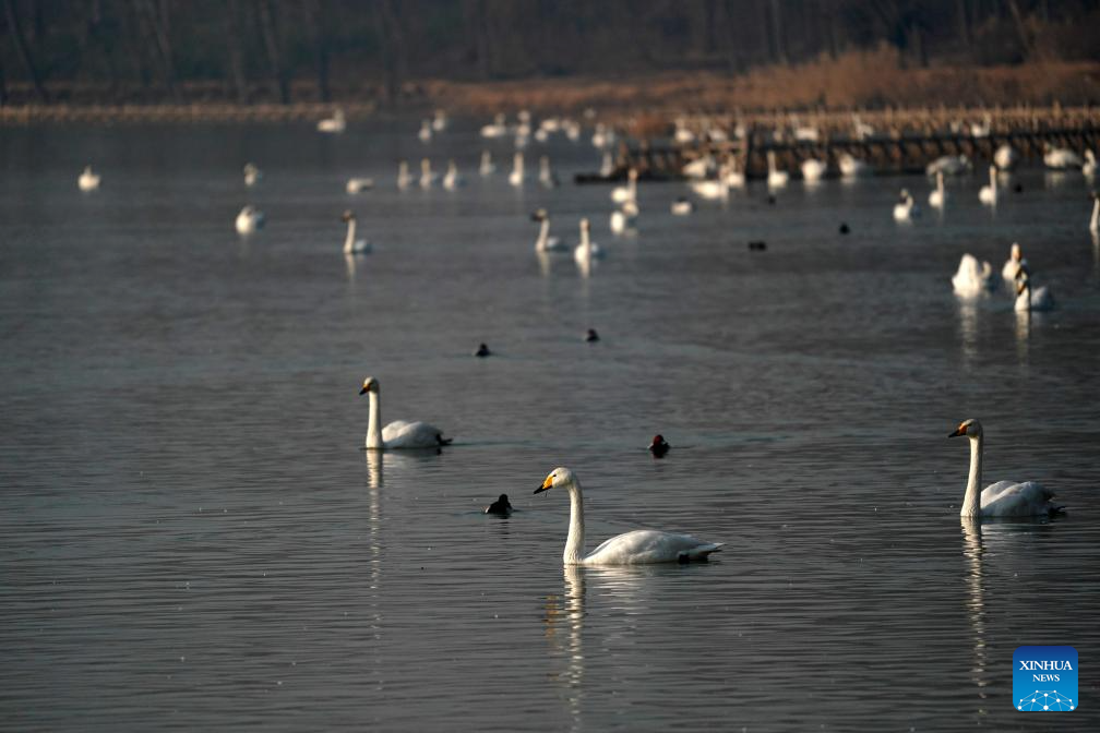 White swans seen at Pinglu Yellow River Wetland in N China