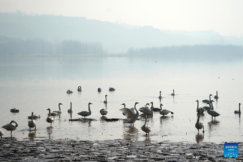 White swans seen at Pinglu Yellow River Wetland in N China