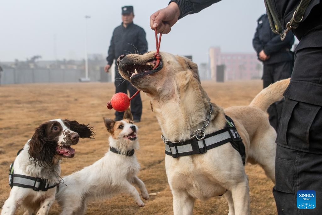 Police dog unit carries out training session in C China's Hubei