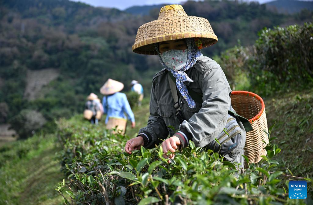 Farmers collect tea leaves in Wuzhishan, China's Hainan