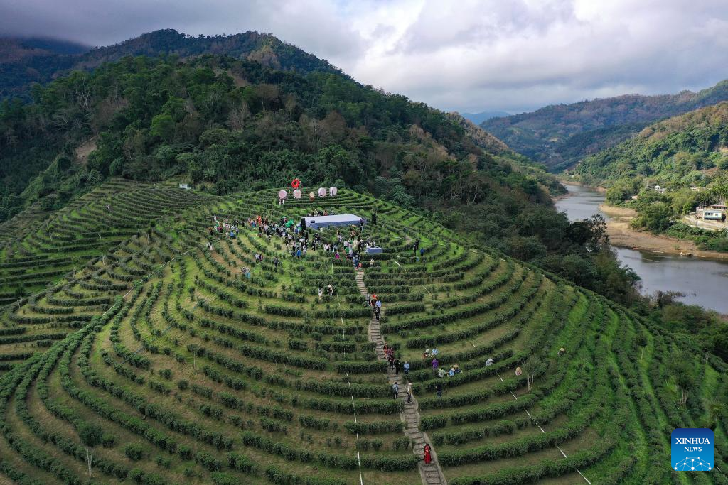 Farmers collect tea leaves in Wuzhishan, China's Hainan