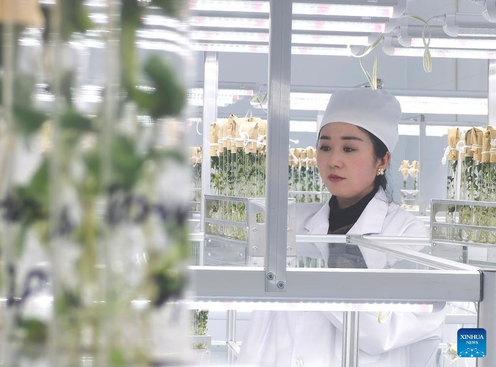 Space-exposed potato seeds enter experimental planting stage in N China