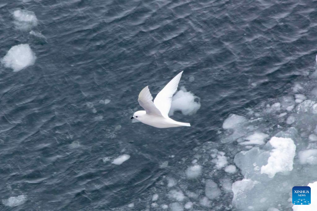 Animals spotted during China's Antarctic expedition in Amundsen Sea