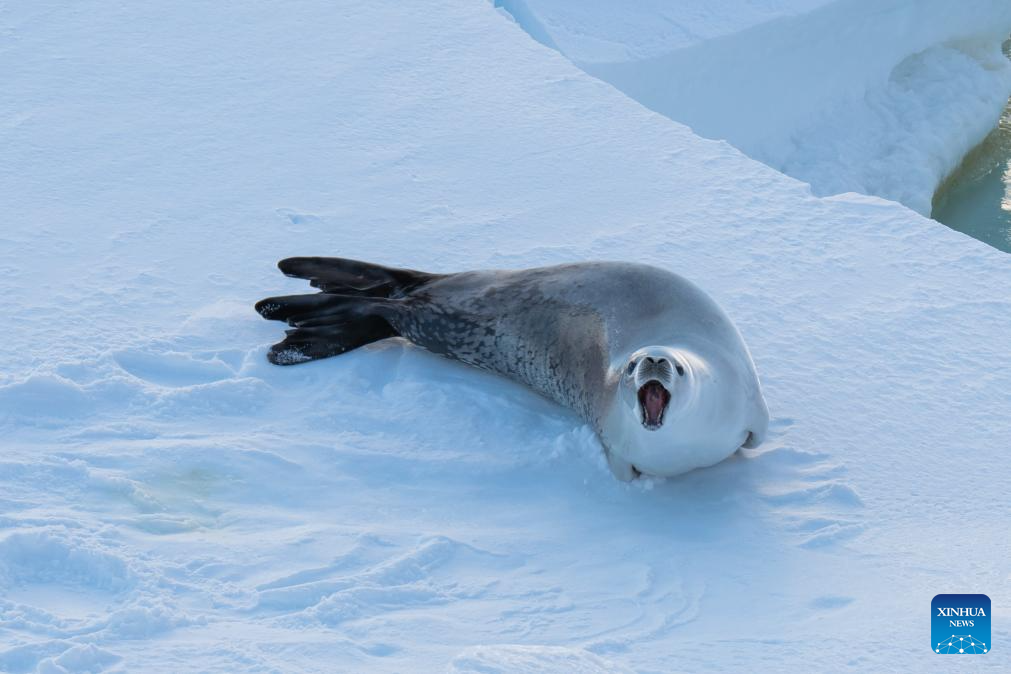 Animals spotted during China's Antarctic expedition in Amundsen Sea