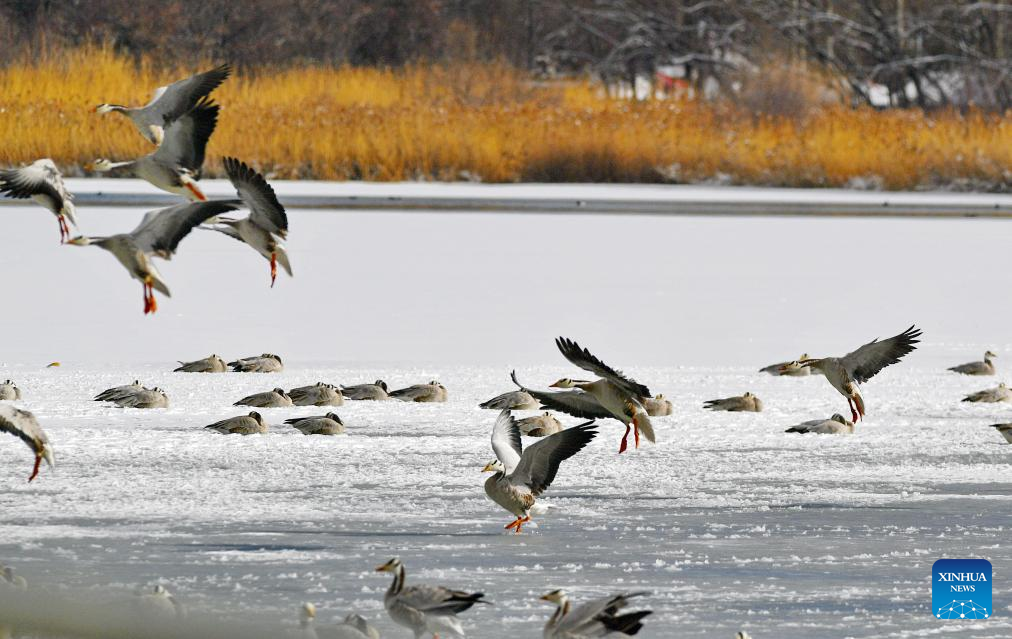 In pics: snow falls in Lhasa