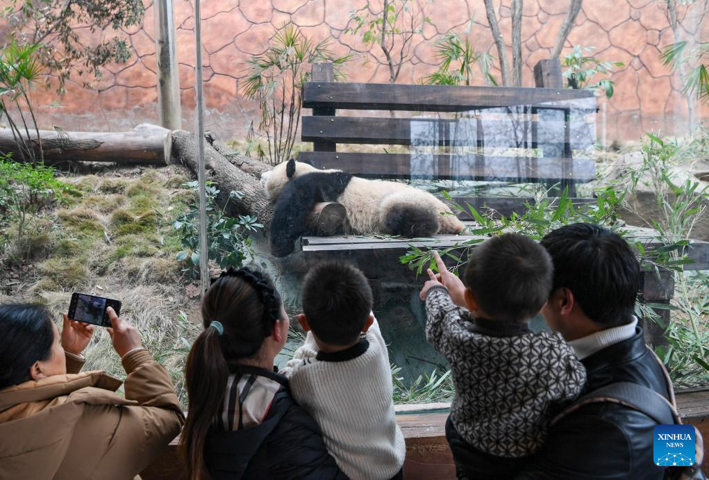4 giant pandas meet public at Locajoy animal theme park in Chongqing
