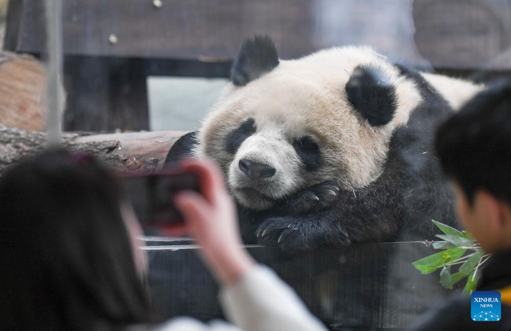 4 giant pandas meet public at Locajoy animal theme park in Chongqing