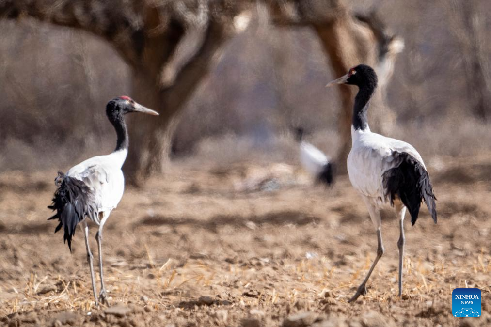 Black-necked cranes seen in Xigaze City, SW China