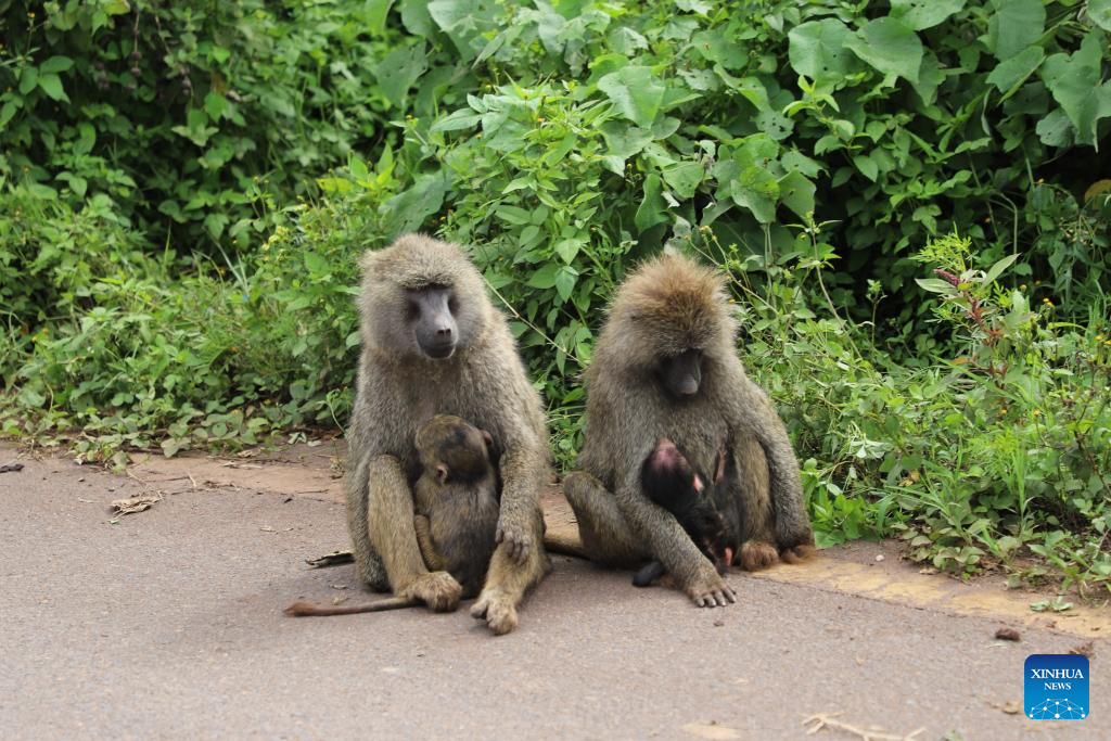 In pics: Ngorongoro Conservation Area in Tanzania