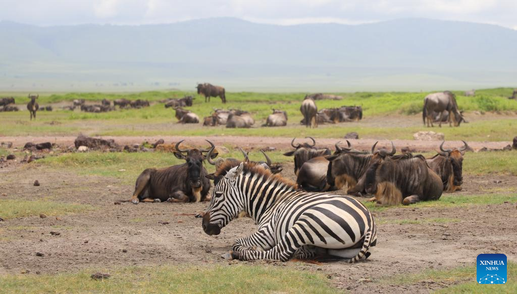 In pics: Ngorongoro Conservation Area in Tanzania