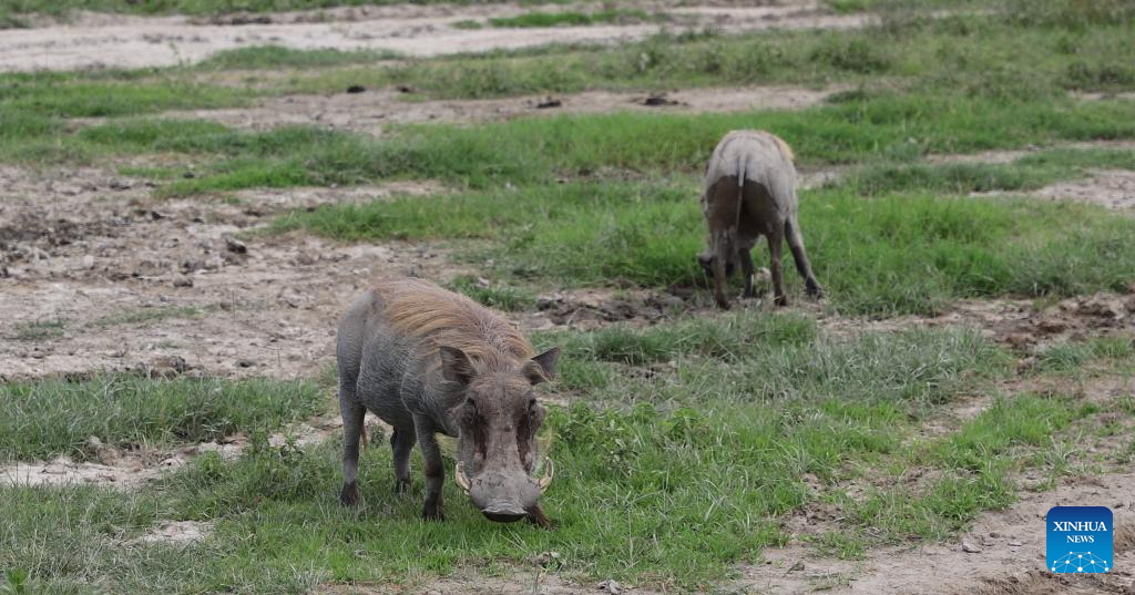 In pics: Ngorongoro Conservation Area in Tanzania