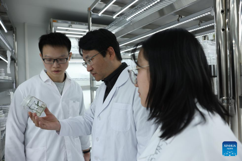 China Focus: Chinese scientists achieve breakthrough in biosynthesis of anticancer drug paclitaxel