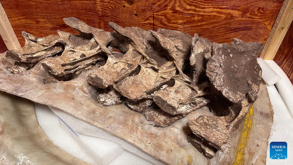90-mln-year-old fossil bones in China belong to new dinosaur species: paleontologists