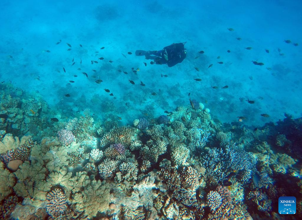 In pics: corals in Red Sea in Hurghada, Egypt