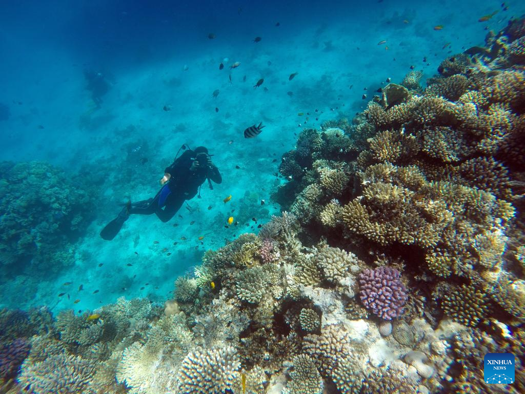 In pics: corals in Red Sea in Hurghada, Egypt