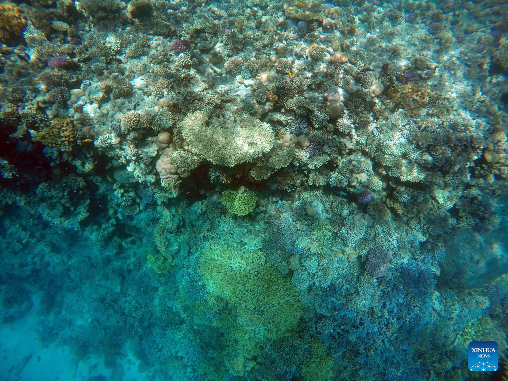 In pics: corals in Red Sea in Hurghada, Egypt