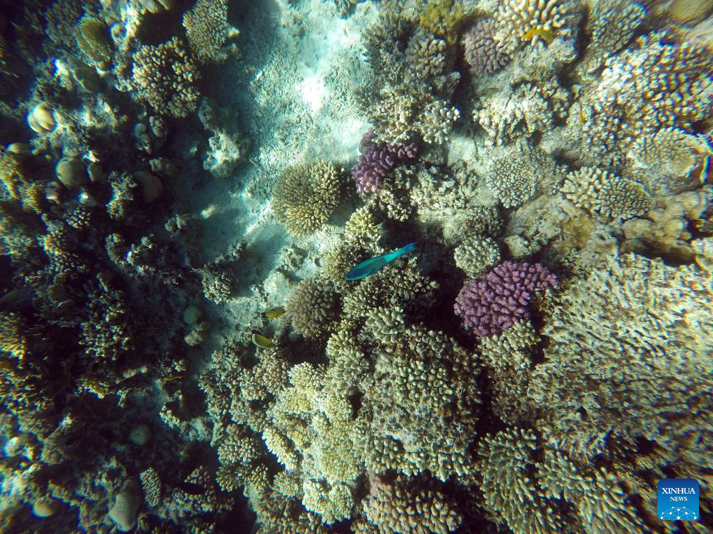 In pics: corals in Red Sea in Hurghada, Egypt