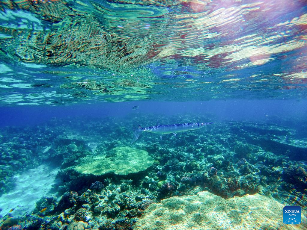 In pics: corals in Red Sea in Hurghada, Egypt