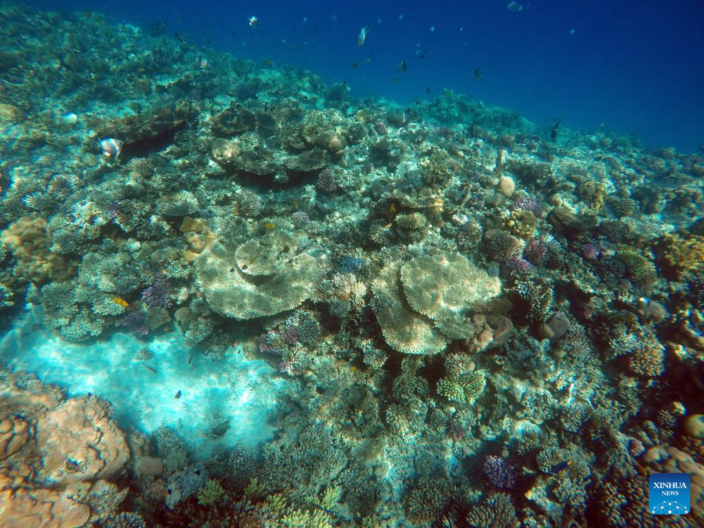 In pics: corals in Red Sea in Hurghada, Egypt